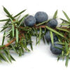Gin Botanicals - Image 2